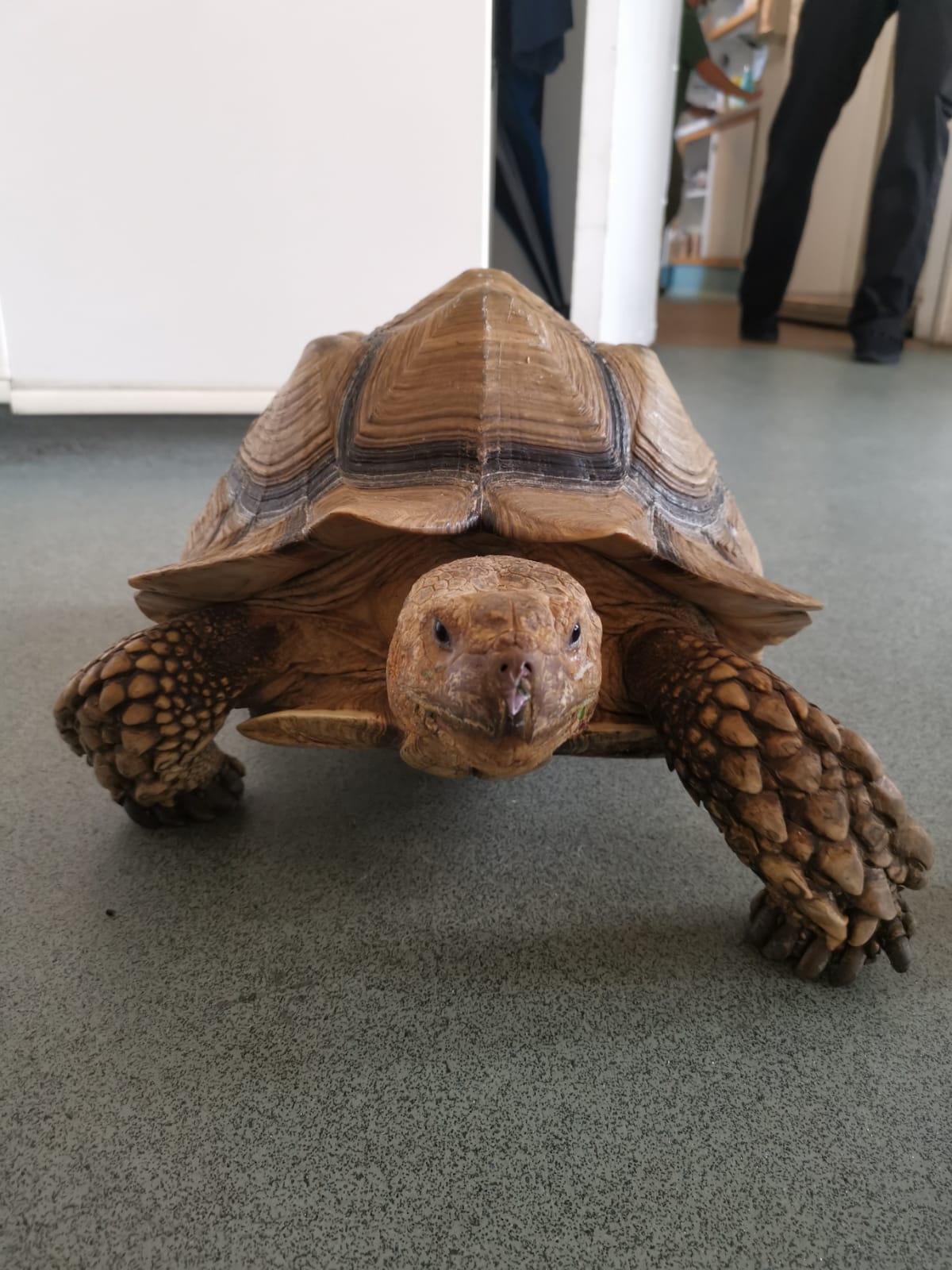 Vets Nr Crowborough Fairfield House Vets Uckfield