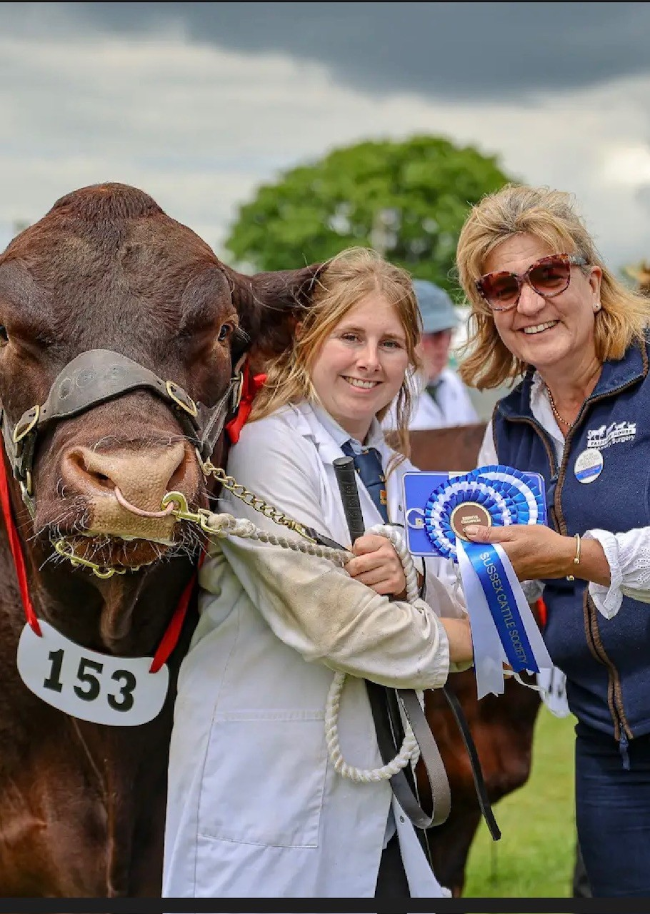 Sussex Cattle at South of England Show - Fairfield House Vets - Uckfield