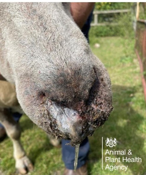 Sheep with crusting and ulceration around the nose and muzzle, a clinical sign of bluetongue virus