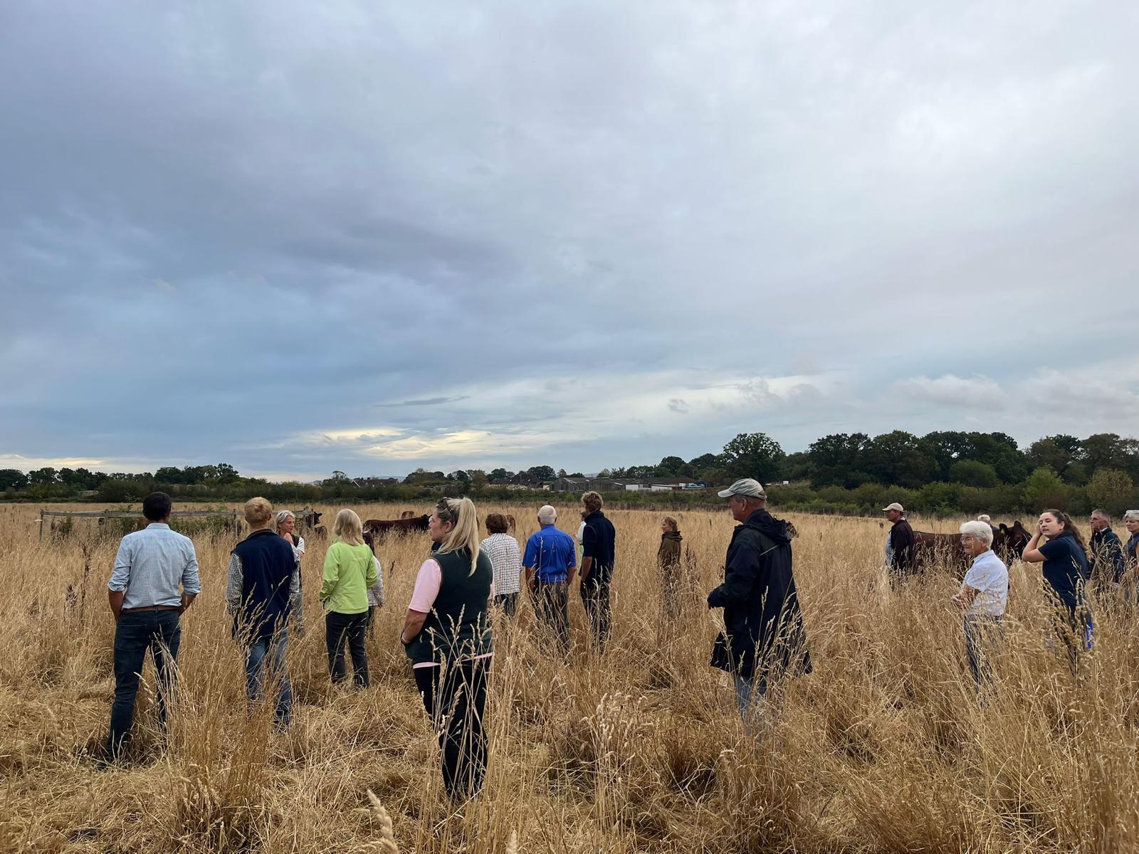 Beef and Flock Club members walking through long grass on the guided tour at Black Ven Farm, with cattle grazing in the distance